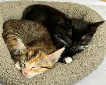 Mandolin (Bonded with Zither) -  Domestic Short Hair Cat for Adoption in San Francisco, California - Mandolin (Bonded With Zither) | PetCurious