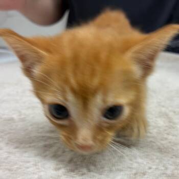 Buttercup -  Domestic Short Hair Cat for Adoption in Corpus Christi, Texas - Buttercup | PetCurious