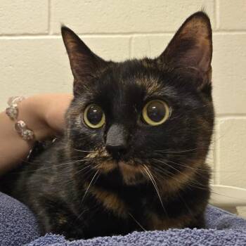 Domestic Short Hair Cats Available for Adoption - Dazzle | PetCurious