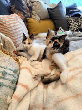 Socrates -  Domestic Short Hair Cat for Adoption in Ferndale, Michigan - Socrates | PetCurious