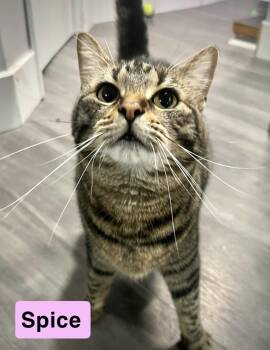 Rescue Domestic Short Hair Cats for Adoption in West Newton, Pennsylvania - Spice | PetCurious