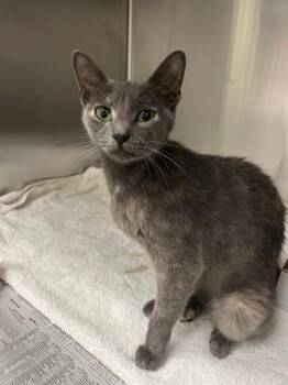 MARIE -  Domestic Short Hair Cat for Adoption in Dallas, Texas - MARIE | PetCurious