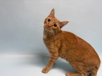 Ilays -  Domestic Short Hair Cat for Adoption in Golden Valley, Minnesota - Ilays | PetCurious