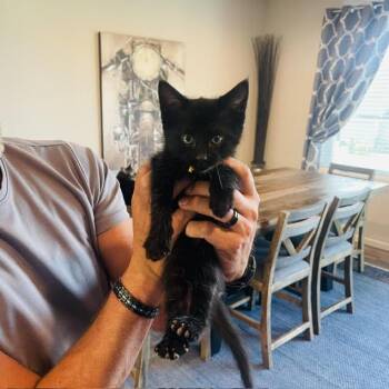 Domestic Short Hair Cats Available for Adoption in Madison, Wisconsin - Kovu | PetCurious