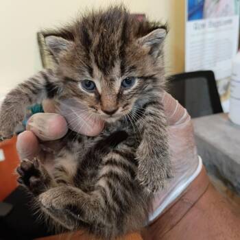 Count Chocula -  Domestic Short Hair Cat for Adoption in Lynchburg, Virginia - Count Chocula | PetCurious