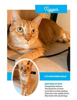 Tigger--NEUTERED MALE -  Domestic Short Hair Cat for Adoption in Franklin, Tennessee - Tigger--NEUTERED MALE | PetCurious