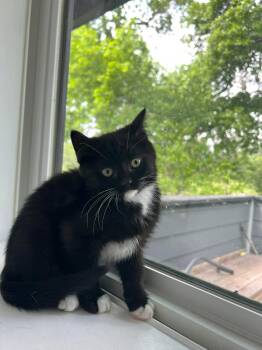 Pablano -  Tuxedo Cat for Adoption in Calgary, Alberta - Pablano | PetCurious