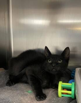 Tumeric -  Domestic Short Hair Cat for Adoption in Houston, Texas - Tumeric | PetCurious