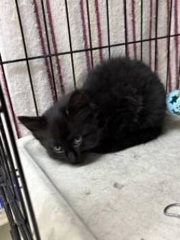 Domestic Medium Hair Cats Available for Adoption in Black River Falls, Wisconsin - Petal | PetCurious