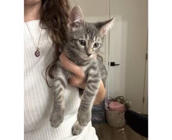 Abu Wiggles -  Domestic Short Hair Cat for Adoption in Chandler, Arizona - Abu Wiggles | PetCurious