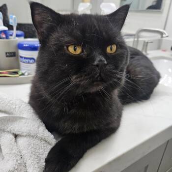 Rescue Exotic Shorthair Cats for Adoption in Las Vegas, Nevada - Kage | PetCurious