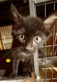Kobuk -  Domestic Short Hair Cat for Adoption in Cromwell, Kentucky - Kobuk | PetCurious