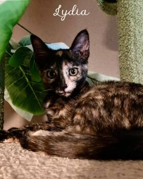 Rescue Tortoiseshell and Domestic Short Hair Cats for Adoption in Fort Worth, Texas - Lydia | PetCurious