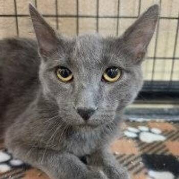DUNLOP -  Russian Blue and Domestic Short Hair Cat for Adoption in Henderson, Nevada - DUNLOP | PetCurious