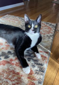 Rescue Domestic Short Hair Cats for Adoption in Alexandria, Virginia - Tatiana - KITTEN In Foster | PetCurious