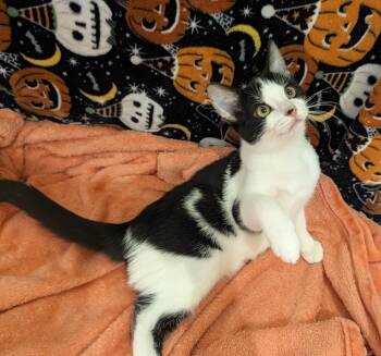 Max -  Domestic Short Hair Cat for Adoption in Lafayette, Louisiana - Max | PetCurious