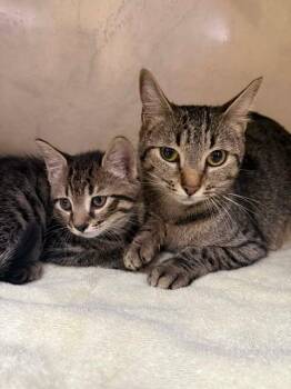 Domestic Short Hair Cats Available for Adoption in Fort Myers, Florida - XEROX | PetCurious