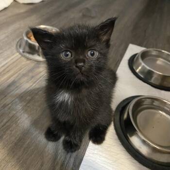 Rescue Domestic Short Hair Cats for Adoption in Woodstock, Ontario - Nina | PetCurious