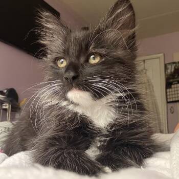 Cedar -  Domestic Medium Hair and Tuxedo Cat for Adoption in UNIVERSITY PA, Maryland - Cedar | PetCurious