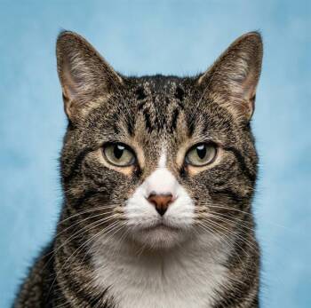 TIGER -  Domestic Medium Hair Cat for Adoption in Jacksonville, Florida - TIGER | PetCurious