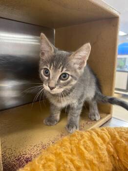 Reed -  Domestic Short Hair Cat for Adoption in Corpus Christi, Texas - Reed | PetCurious