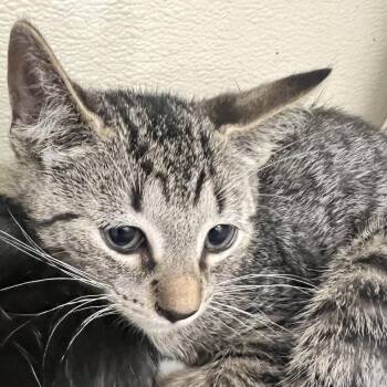Tofu -  Domestic Short Hair Cat for Adoption in Ballston Spa, New York - Tofu | PetCurious