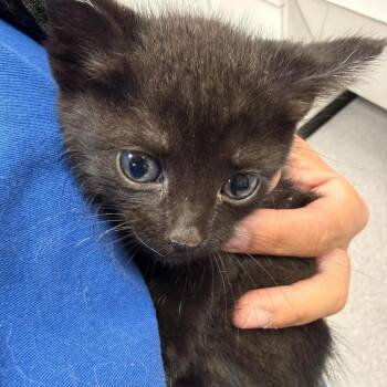 Plum 26-05-021 -  Domestic Short Hair Cat for Adoption in Bastrop, Texas - Plum 26-05-021 | PetCurious