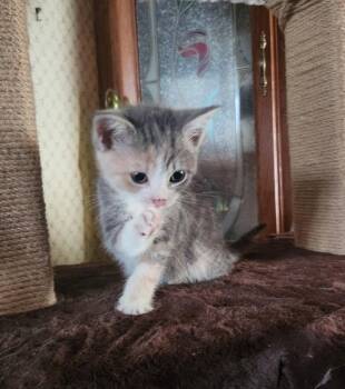 Jaina -  Domestic Short Hair Cat for Adoption in Parkville, Maryland - Jaina | PetCurious