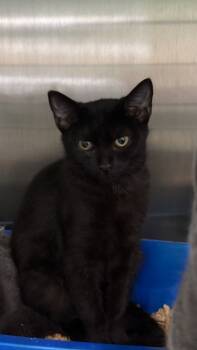 Rescue Domestic Short Hair Cats for Adoption in Danielsville, Georgia - Twilight | PetCurious