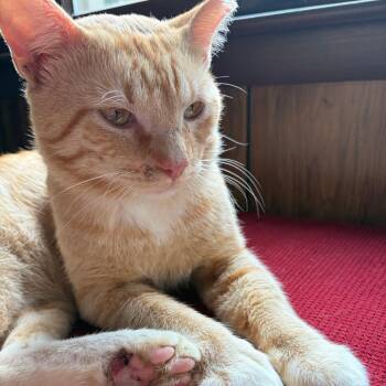 Lucky -  Domestic Short Hair Cat for Adoption in Huntsville, Alabama - Lucky | PetCurious