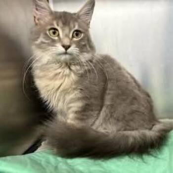 Domestic Medium Hair Cats Available for Adoption - Brant | PetCurious