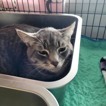 Bumble -  Domestic Short Hair Cat Available for Adoption in Belfair, Washington - Bumble | PetCurious