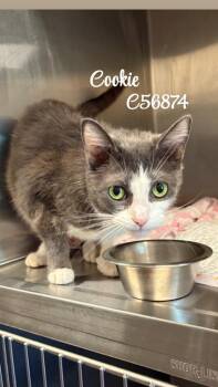 Cookie -  Domestic Short Hair Cat for Adoption in Clarksville, Tennessee - Cookie | PetCurious