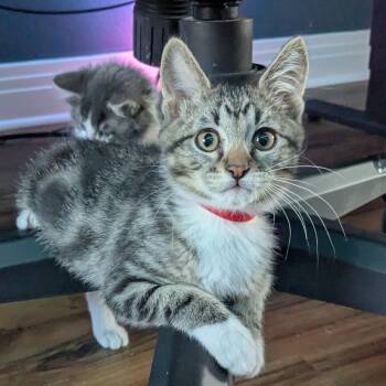 Husqvarna -  Domestic Short Hair Cat for Adoption in Denver, Colorado - Husqvarna | PetCurious