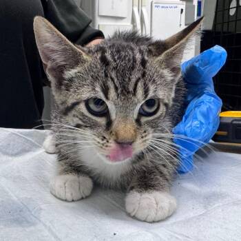 Cross Stitch -  Domestic Short Hair Cat for Adoption in Summerville, South Carolina - Cross Stitch | PetCurious