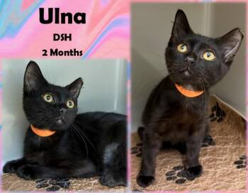 Rescue Domestic Short Hair Cats for Adoption in Franklin, Indiana - Ulna | PetCurious