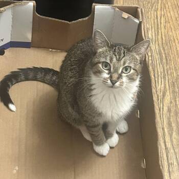 Zelle -  Domestic Short Hair Cat Available for Adoption in Chicago, Illinois - Zelle | PetCurious