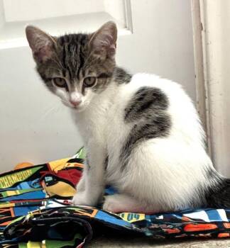 HOPE -  Domestic Short Hair Cat for Adoption in Burbank, California - HOPE | PetCurious