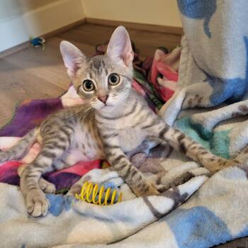 Ralph -  Domestic Short Hair Cat for Adoption in Houston, Texas - Ralph | PetCurious