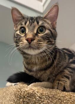 Domestic Short Hair Cats Available for Adoption - Krave | PetCurious