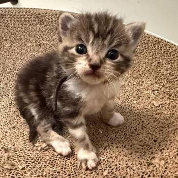 Smokey -  Domestic Short Hair Cat for Adoption in Franklin, Tennessee - Smokey | PetCurious