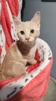 Cherie -  Domestic Short Hair Cat for Adoption in Walled Lake, Michigan - Cherie | PetCurious