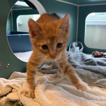 Brie -  Domestic Short Hair Cat for Adoption in Morristown, Vermont - Brie | PetCurious