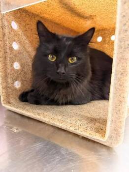 Domestic Long Hair Cats Available for Adoption in Fruit Heights, Utah - Pawl Rudd | PetCurious