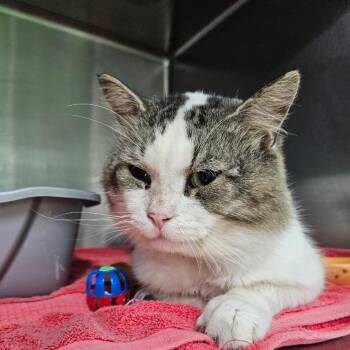 Arnold 26-237 -  Domestic Short Hair Cat for Adoption in Tawas City, Michigan - Arnold 26-237 | PetCurious