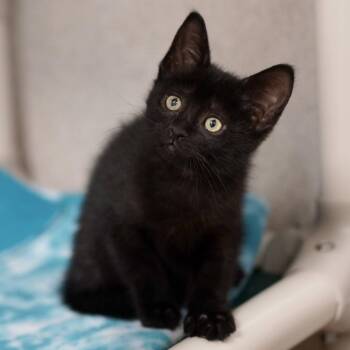 Domestic Short Hair Cats Available for Adoption in Naperville, Illinois - Staple | PetCurious