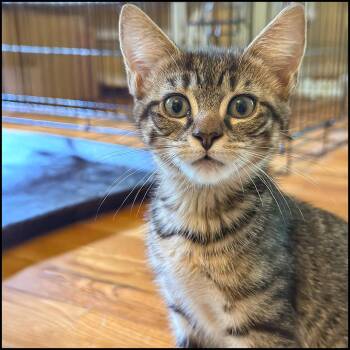 Rescue Domestic Short Hair and Tabby Cats for Adoption in Roswell, Georgia - Cyprus | PetCurious