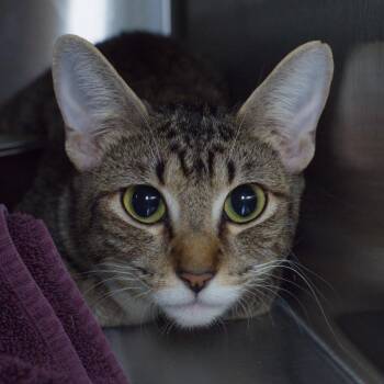 Domestic Short Hair Cats Available for Adoption in Seattle, Washington - Cassiopeia | PetCurious