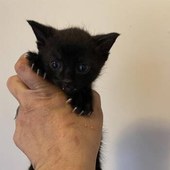 Domestic Short Hair Cats Available for Adoption in Bel Air, Maryland - Dave | PetCurious