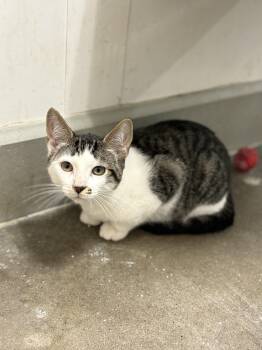 Rescue Domestic Short Hair Cats for Adoption in Zimmerman, Minnesota - Kit | PetCurious